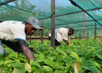 Gabon : le CTRI renforce le secteur de l’agriculture et de l’élevage avec 200 nouveaux postes