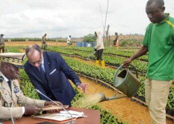 Sécurité Alimentaire : Création de la Société d’Agriculture et d’Élevage du Gabon