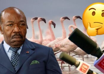 Prétendu vol d&rsquo;oiseaux exotiques chez l&rsquo;ancien président Gabonais : RFI piégée par une manipulation orchestrée par le clan Bongo ?