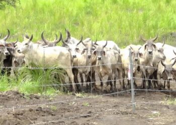 [Vidéo] Élevage de bétail au ranch de Ndendé au Gabon : un projet d&rsquo;autosuffisance alimentaire important confronté à des lacunes organisationnelles ?