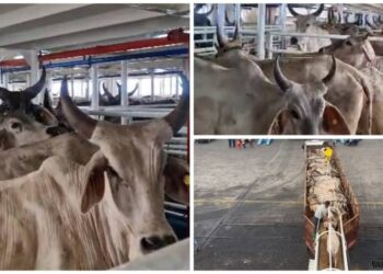 [Vidéos] Renforcement du secteur de l’élevage : le Gabon réceptionne 1000 vaches en provenance du Brésil