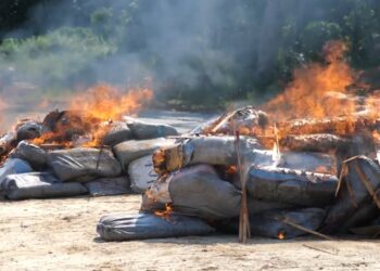 Lutte antidrogue au Gabon : plus de 2,7 tonnes de cannabis détruites et 130 migrants illégaux arrêtés