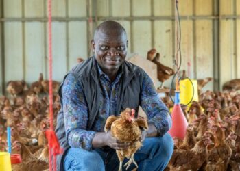 Souveraineté alimentaire : le Gabon interdira l’importation de poulets dès 2027 pour relancer l’aviculture nationale
