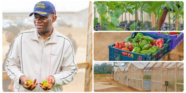 Tchibanga : Oligui Nguema mise sur l’agriculture pour bâtir la souveraineté alimentaire du Gabon